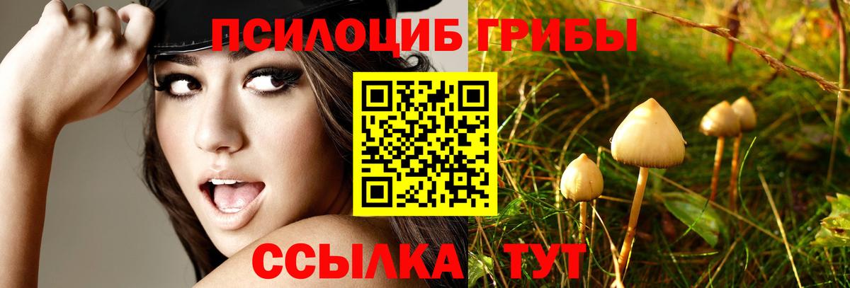 Черногорск  Псилоцибиновые грибы прущие грибы  Вход с VPN 
